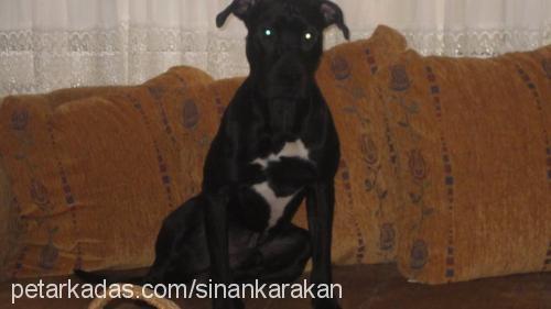 just Erkek Amerikan Staffordshire Terrier