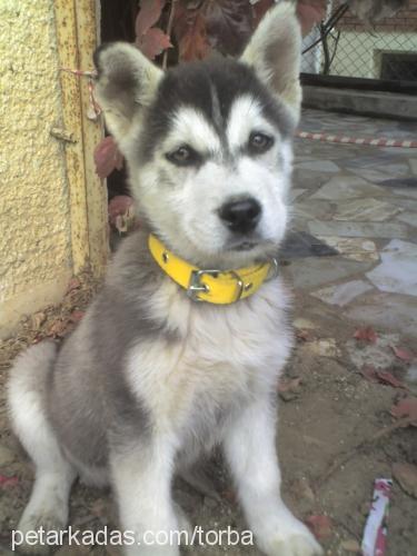 torba Erkek Sibirya Kurdu (Husky)