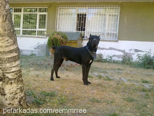 shagy Erkek Mastiff