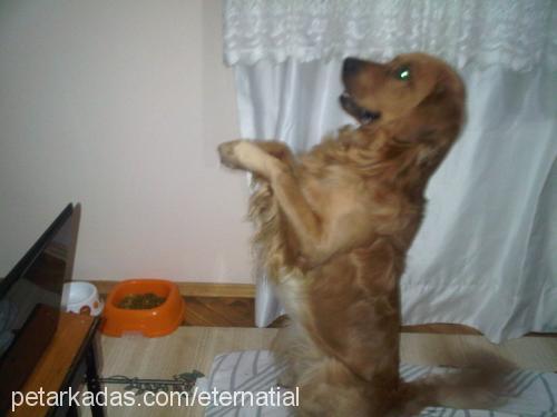 paşa Erkek Golden Retriever