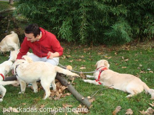 gofret Dişi Golden Retriever