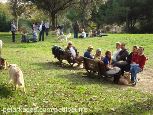 gofret Dişi Golden Retriever