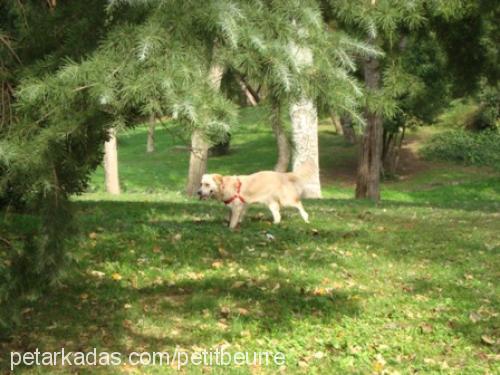 gofret Dişi Golden Retriever