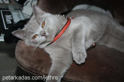 jethropoison Dişi British Shorthair