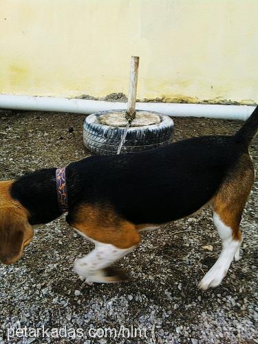 daisy Dişi Beagle