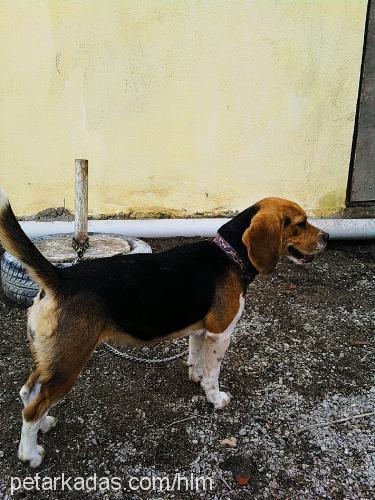 daisy Dişi Beagle