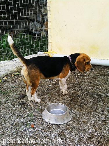 daisy Dişi Beagle