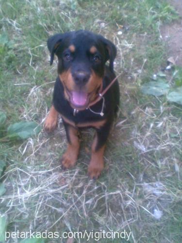 cindy Dişi Rottweiler