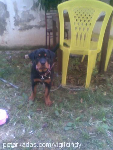 cindy Dişi Rottweiler