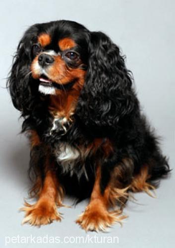 buddy Erkek King Charles Spaniel