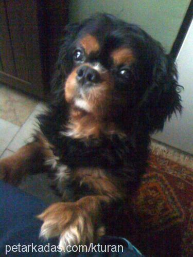 buddy Erkek King Charles Spaniel