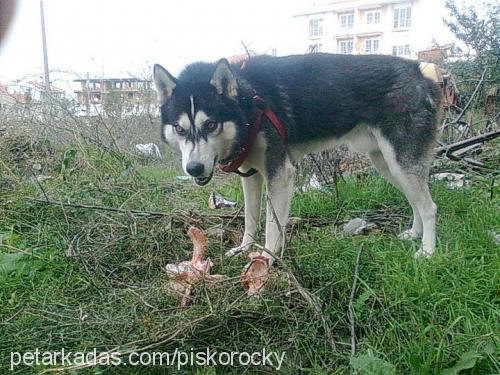 rocky Erkek Sibirya Kurdu (Husky)