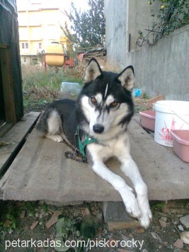 rocky Erkek Sibirya Kurdu (Husky)