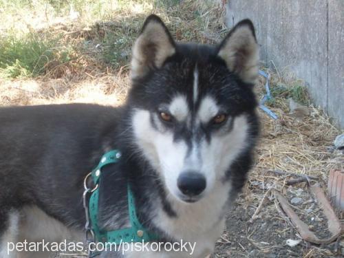 rocky Erkek Sibirya Kurdu (Husky)