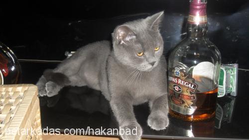 ela Dişi British Shorthair