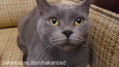 ela Dişi British Shorthair