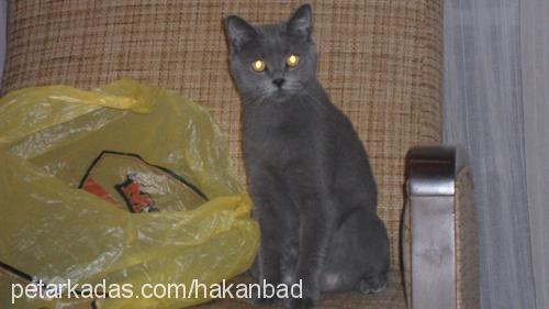 ela Dişi British Shorthair