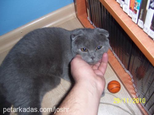 p2 Erkek Scottish Fold