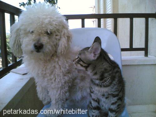 tommy Erkek West Highland White Terrier