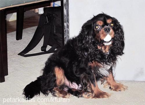 buddy Erkek King Charles Spaniel