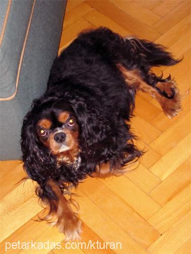 buddy Erkek King Charles Spaniel