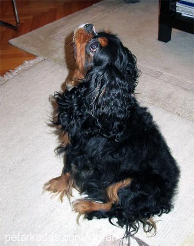 buddy Erkek King Charles Spaniel