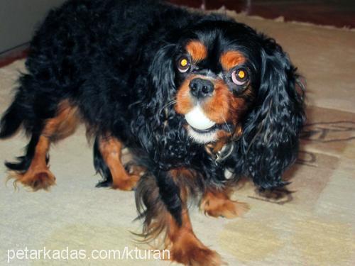 buddy Erkek King Charles Spaniel