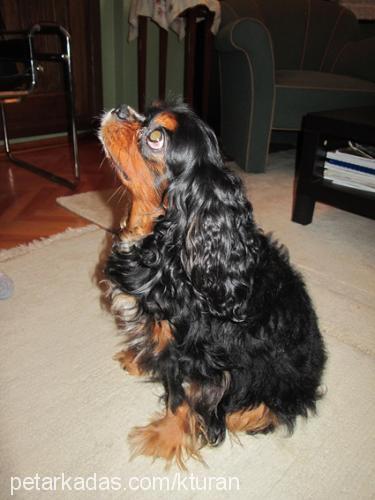 buddy Erkek King Charles Spaniel