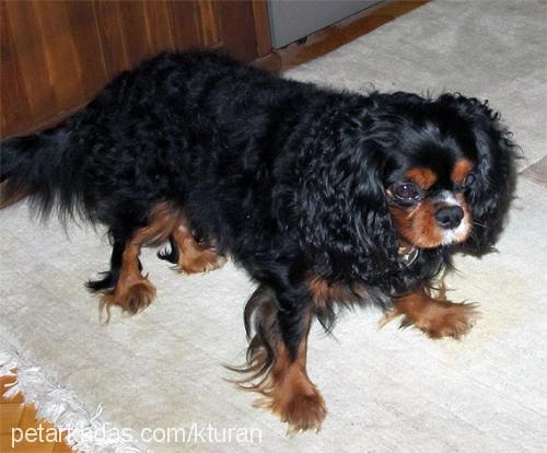 buddy Erkek King Charles Spaniel