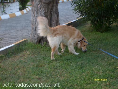 pasha Erkek Golden Retriever