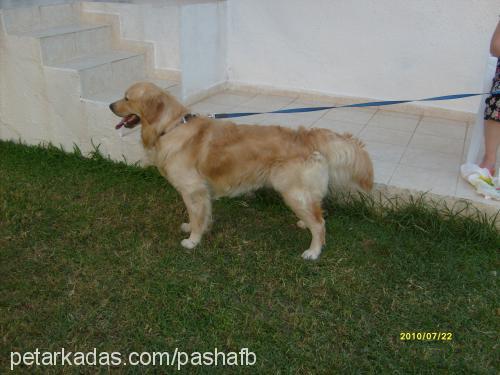 pasha Erkek Golden Retriever