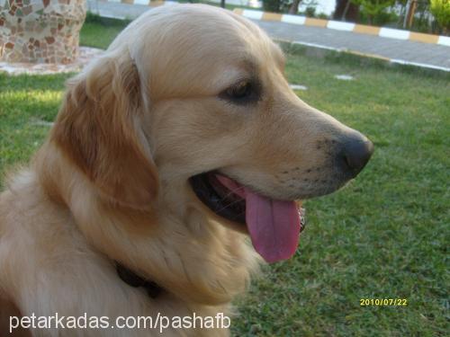 pasha Erkek Golden Retriever