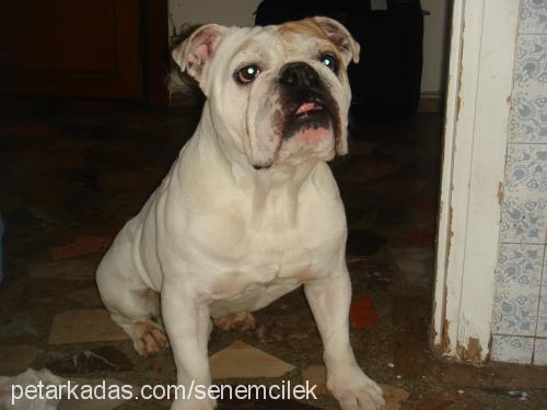 İgor Erkek İngiliz Bulldog