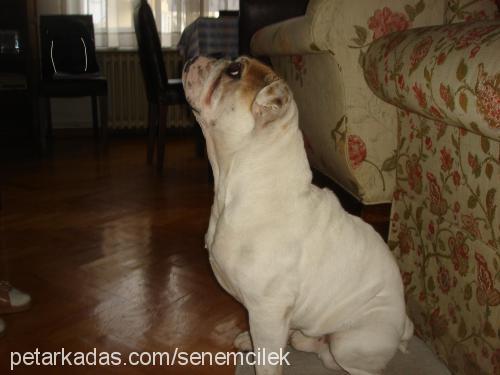 İgor Erkek İngiliz Bulldog