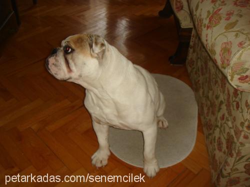 İgor Erkek İngiliz Bulldog