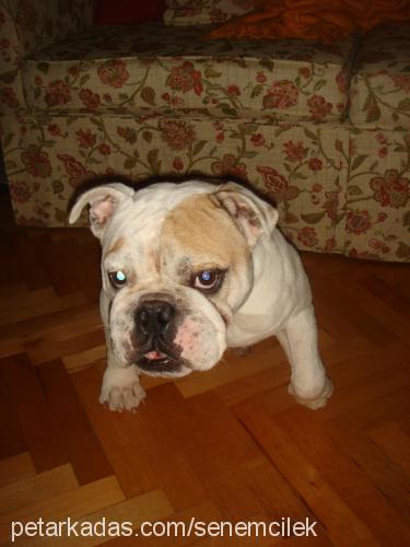 İgor Erkek İngiliz Bulldog