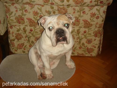 İgor Erkek İngiliz Bulldog