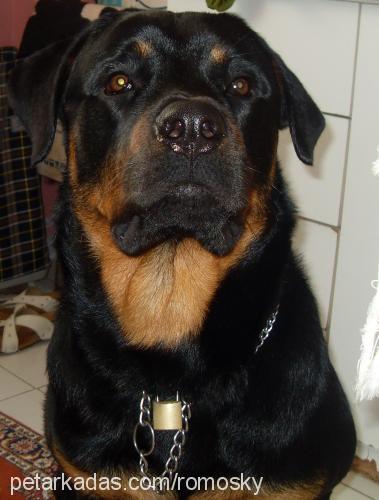 rom Erkek Rottweiler