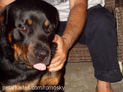 rom Erkek Rottweiler