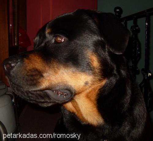 rom Erkek Rottweiler