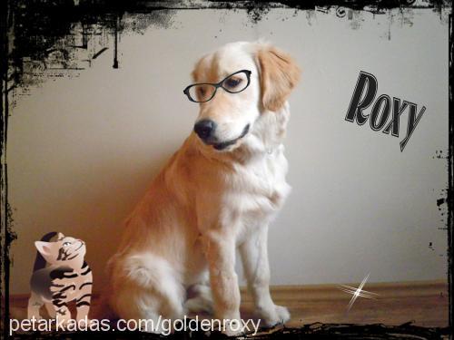 roxy Erkek Golden Retriever