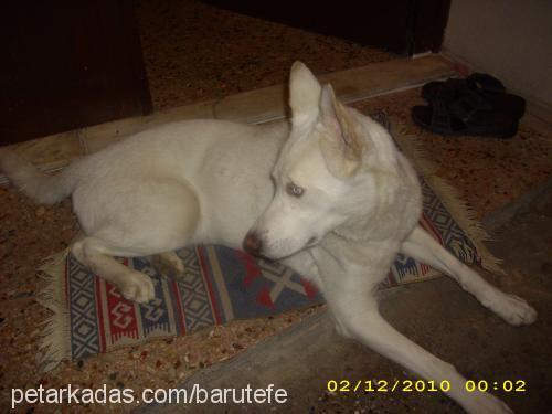 meks Erkek Sibirya Kurdu (Husky)