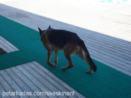 kurt Erkek Alman Çoban Köpeği