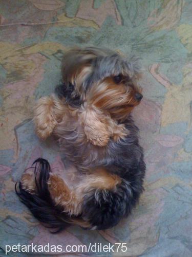 oscar Erkek Yorkshire Terrier