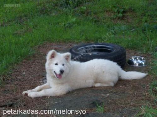 pasha Erkek Samoyed