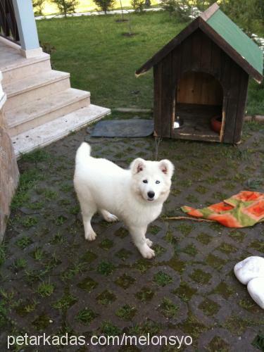 pasha Erkek Samoyed