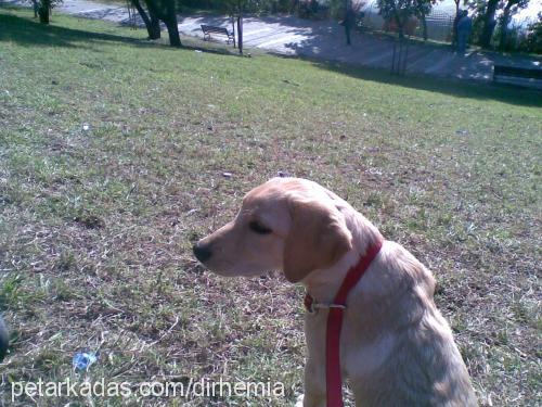 mia Dişi Labrador Retriever