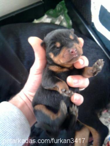 zeyna Dişi Rottweiler