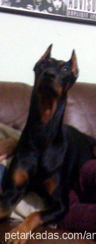 anubis Erkek Doberman Pinscher