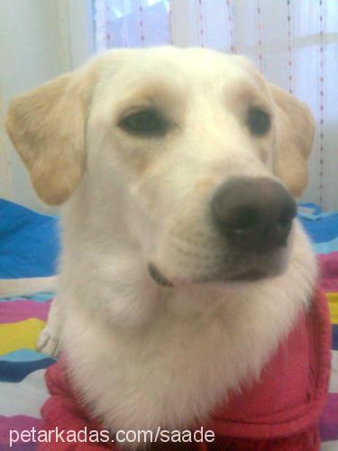 sade Dişi Labrador Retriever